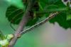 Agriopis sp.